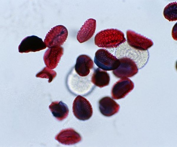 Ученые получили кровяные клетки из клеток кожи
