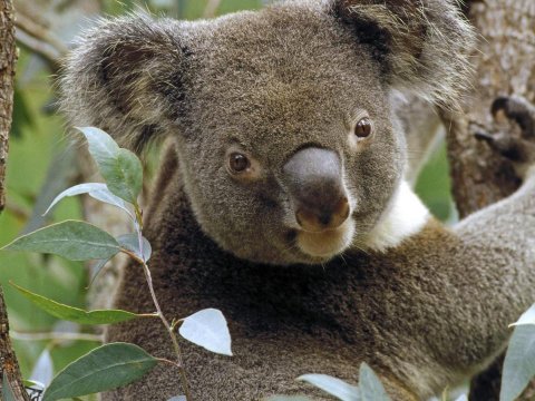 Неужели между коалами и человеком есть общее черты в строении голосового аппарата