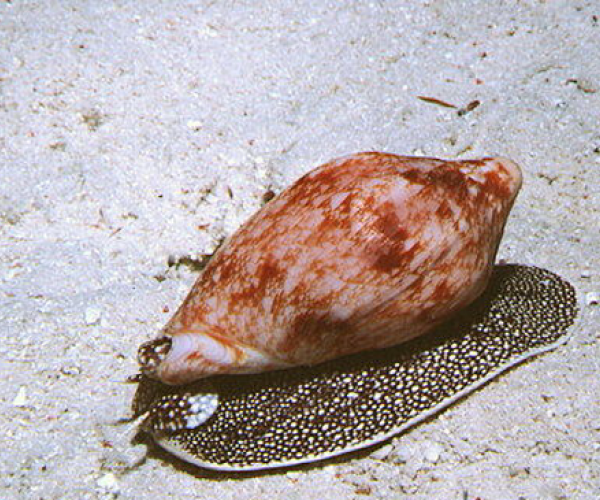 Для производства яда морские конусы создали второй кишечник