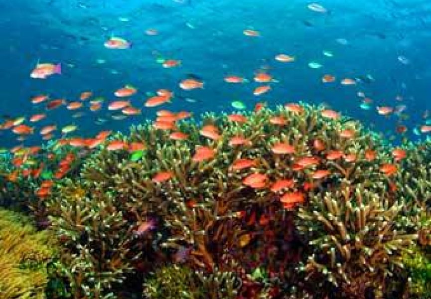Коралловые рифы находятся на грани исчезновения