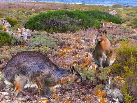 На острове Менорка найден непрыгающий кролик-гигант