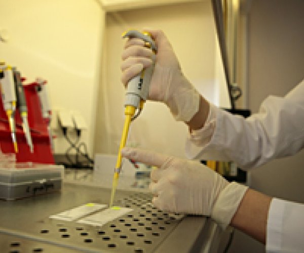 Вакцина от «свиного» гриппа разрабатывается в Сибири