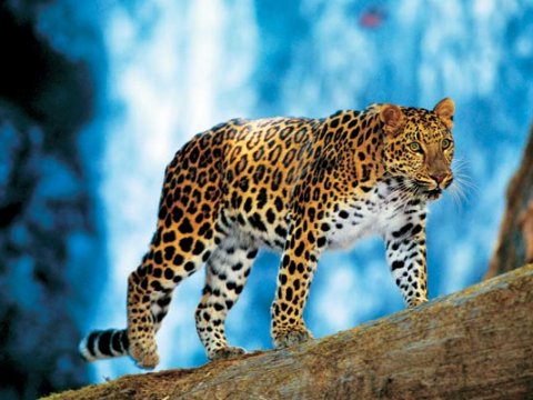 Разгадан секрет окраски леопарда