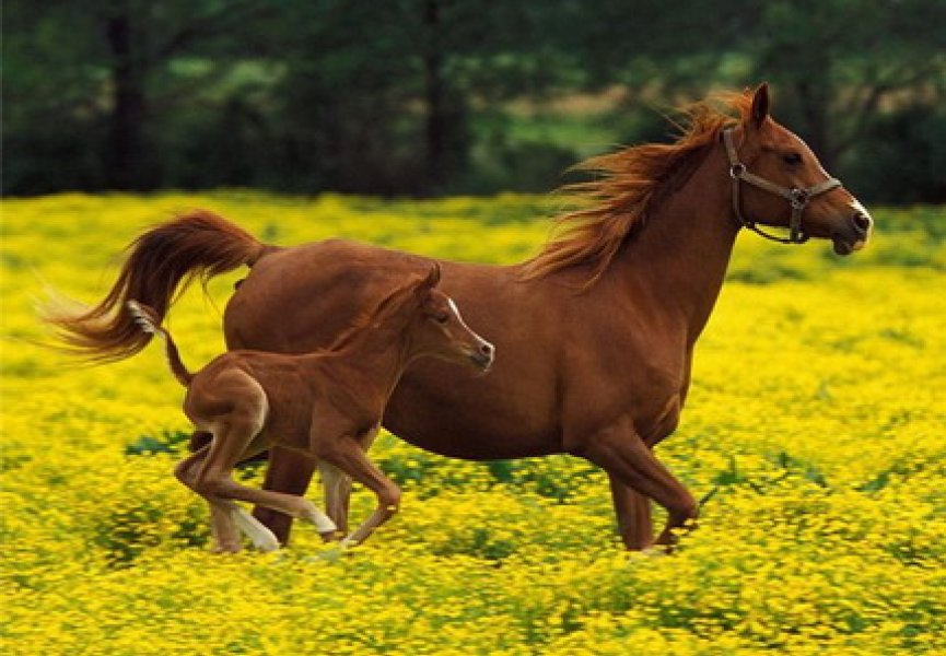 Расшифрован геном лошади