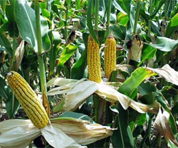 Расшифрован геном кукурузы