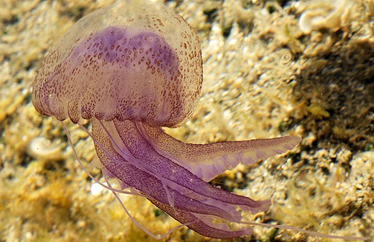 Медузы могут вытеснить рыб и "править" в Мировом океане