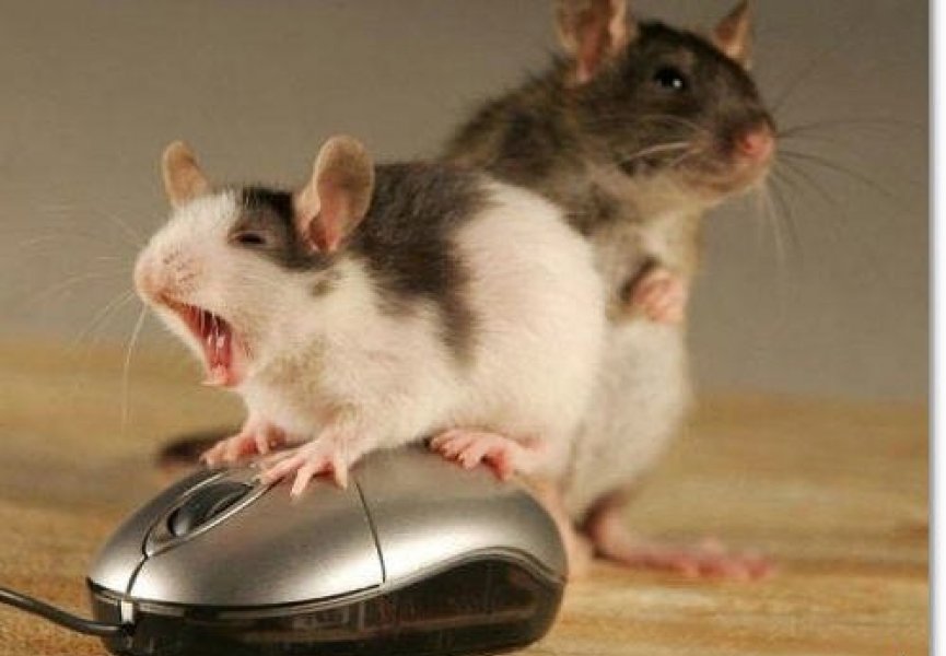 Лабораторные мыши и крысы не так надежны в экспериментах, как считалось раньше