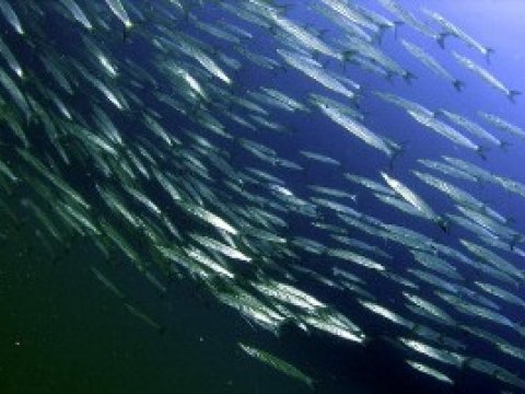 Ученые нашли способ заставить косяк рыб плыть в определенном направлении