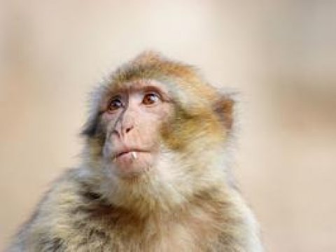 Японские ученые впервые в мире вылечили паралич у обезьяны, используя стволовые клетки человека