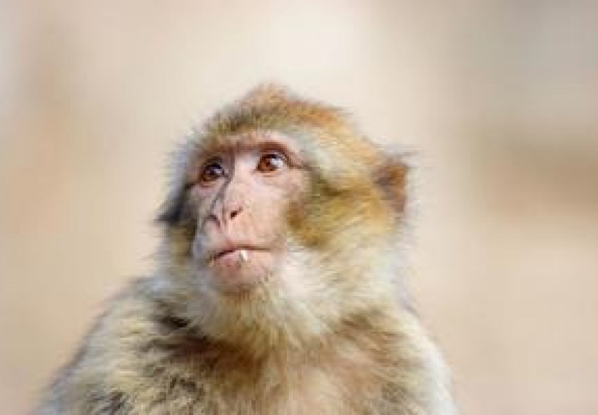 Японские ученые впервые в мире вылечили паралич у обезьяны, используя стволовые клетки человека