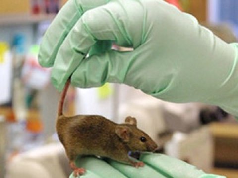 Иследование показало, что мышиный мозг работает как Интернет
