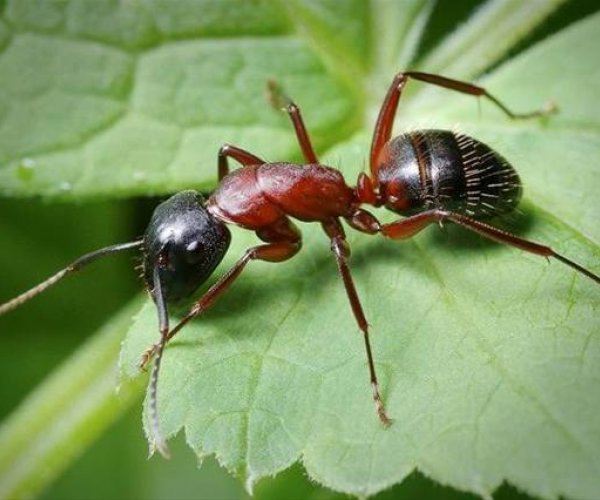 Почему муравьи убивают себя в полдень?
