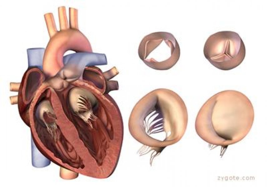 Ученые разрабатывают новую технологию регенерации сердечных мышц