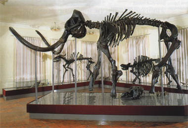 В Астраханской области обнаружен скелет древнего бизона