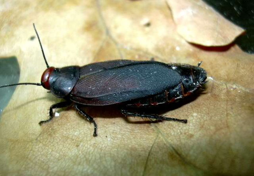 Новый вид таракана найден в ЮАР