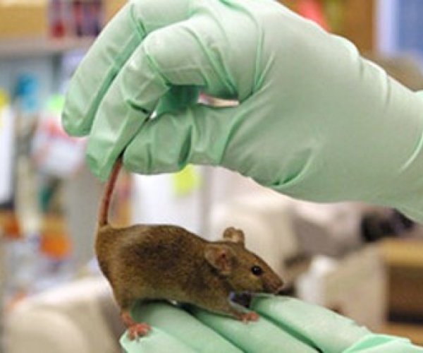 Ученые создали мышь от двух отцов