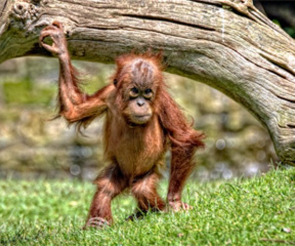 Эволюция орангутангов удивила ученых своей медлительностью