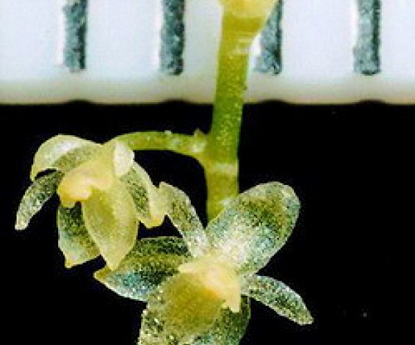 В Эквадоре нашли самую маленькую орхидею в мире