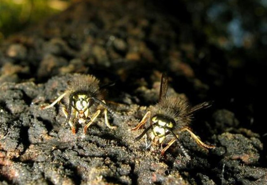 Новозеландские осы и муравьи ведут борьбу за пищевые ресурсы
