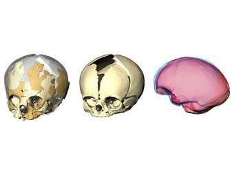 Выявлены отличия в развитии мозга неандертальца и человека разумного