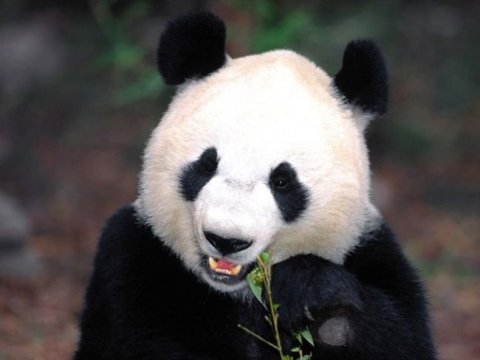 Расшифровка генома панды помогла понять их любовь к бамбуку