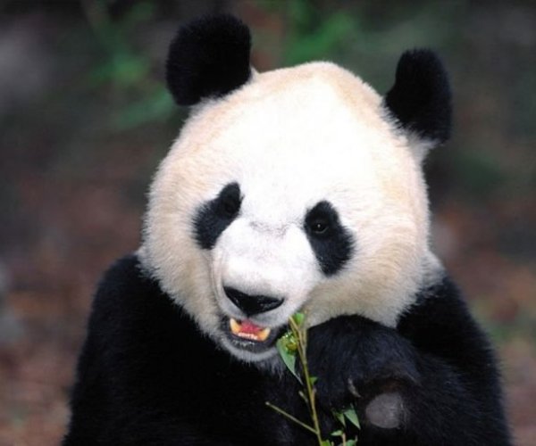 Расшифровка генома панды помогла понять их любовь к бамбуку