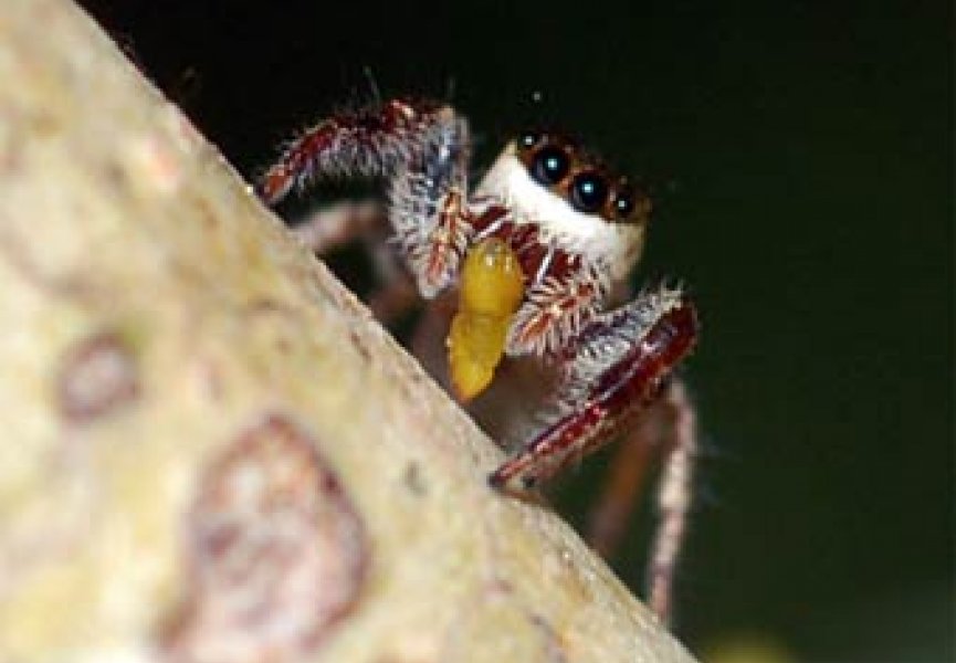 Ученые обнаружили паука-вегетарианца