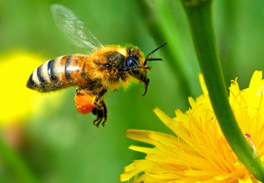 Феромоны помогают пчелам процветать