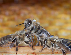 Ученые раскрывают пчелиные секреты
