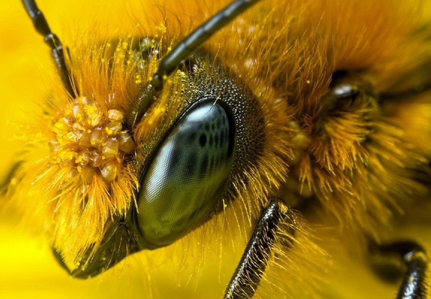 Дикие пчелы являются носителями вируса, заражающего домашних пчел