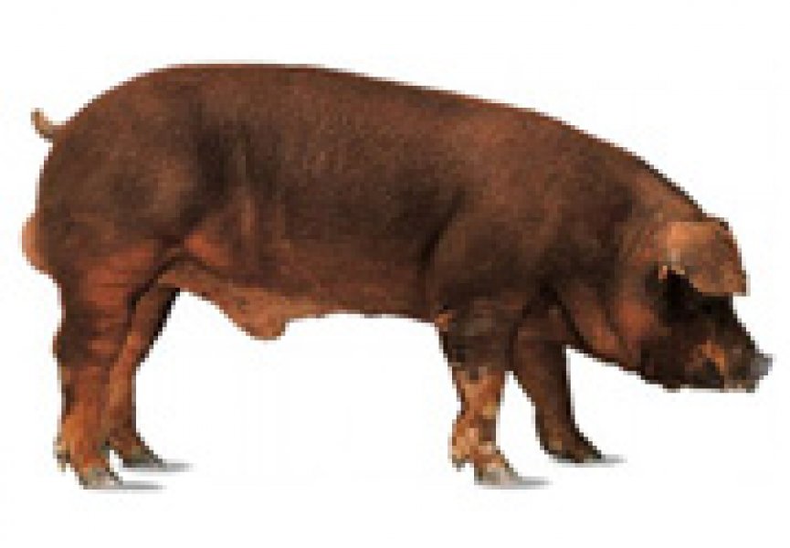 Ученые расшифровали геном свиньи