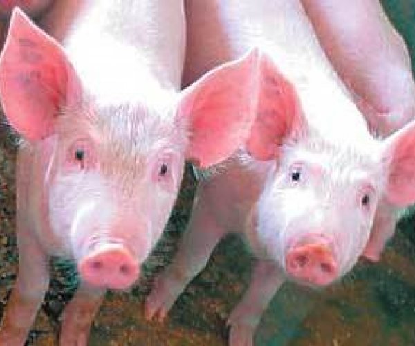 Пора доить… свиней