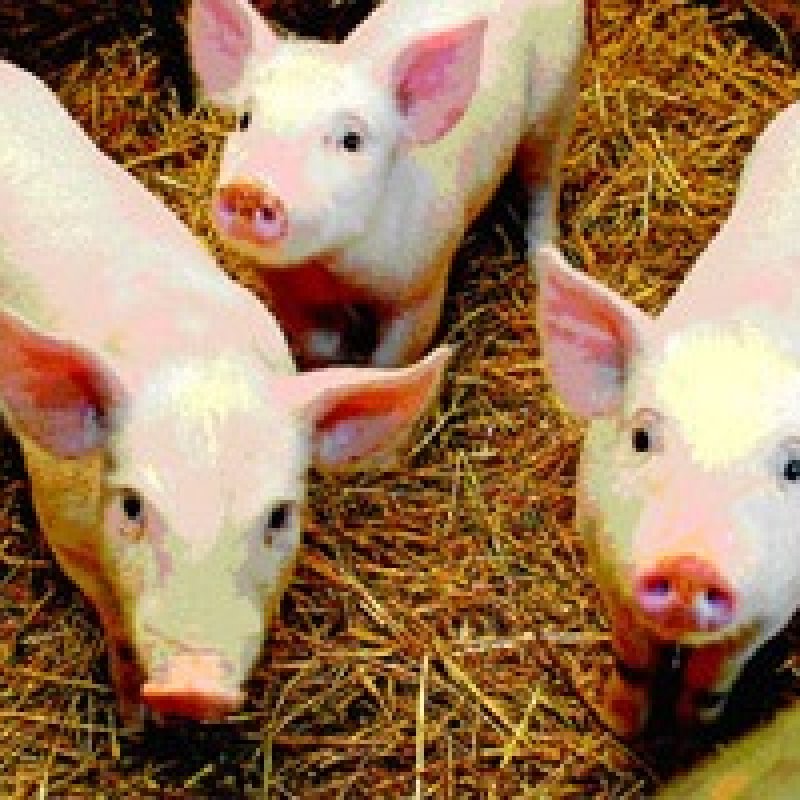 Поросенок Купить Живой Цена В Лен Обл