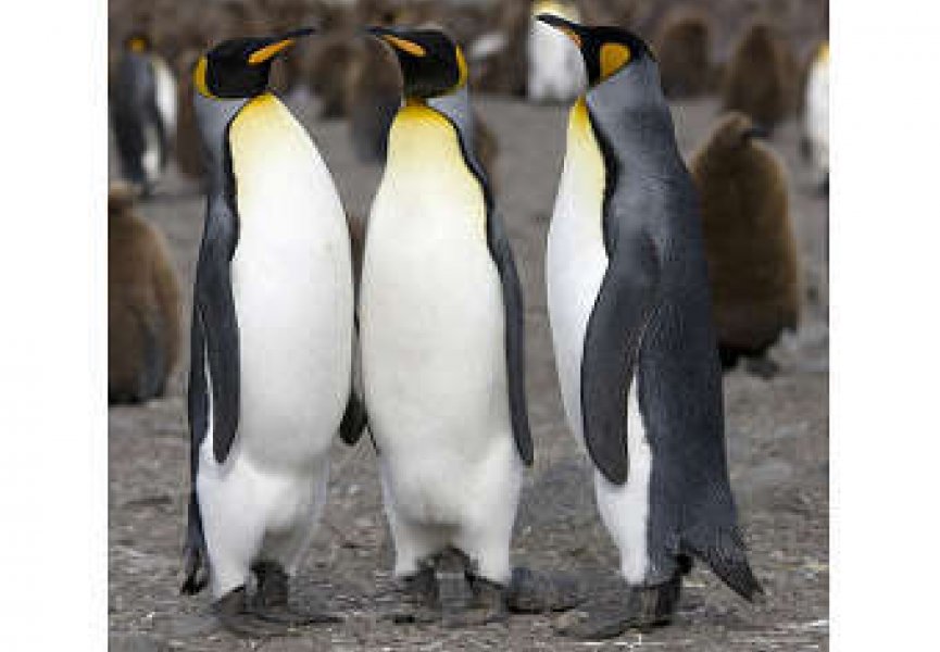 Пингвины становятся гомосексуалистами вынужденно