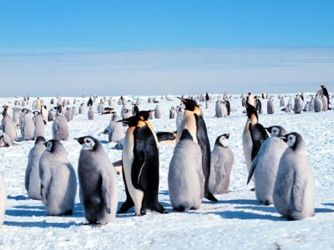 Киты и глобальное потепление заставляют антарктических пингвинов голодать