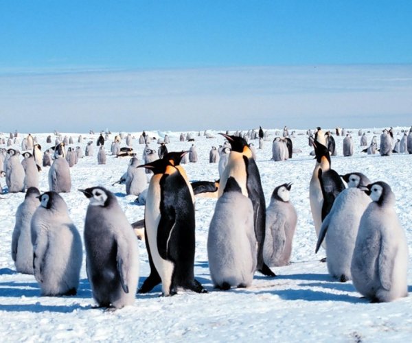 Киты и глобальное потепление заставляют антарктических пингвинов голодать