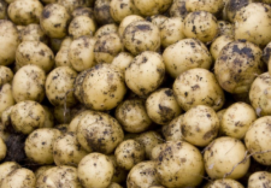 Ученые вывели генетически модифицированные сорта картофеля с повышенным содержанием белка