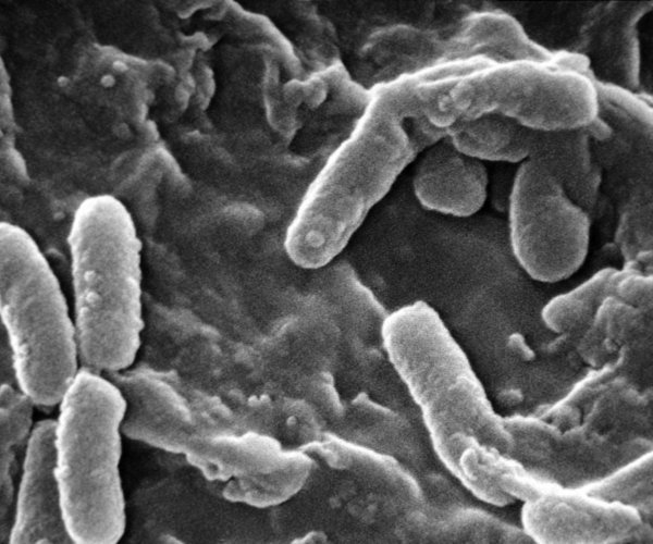 Патогенные бактерии все менее восприимчивы к антибиотикам