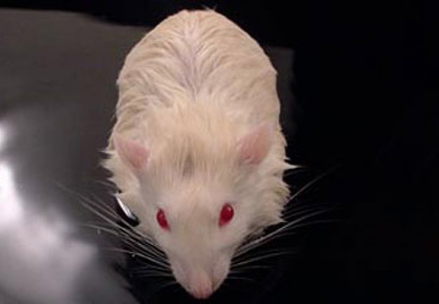 Переливание мозга от мыши к крысе спасет людей от инсультов
