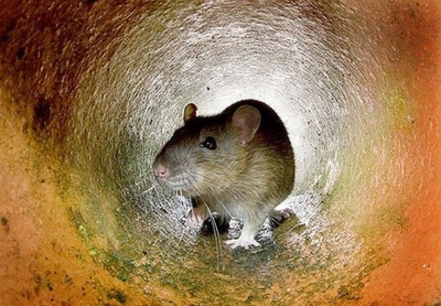 Ученые вылечили парализованных крыс