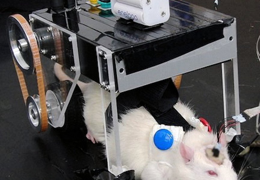 Крысомобиль - новая разработка Токийских ученых