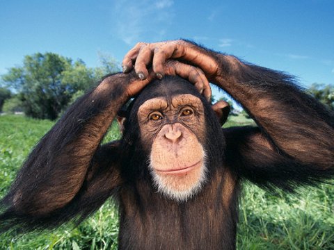 Самцы шимпанзе убивают потенциальных соперников из соседних групп для расширения территории