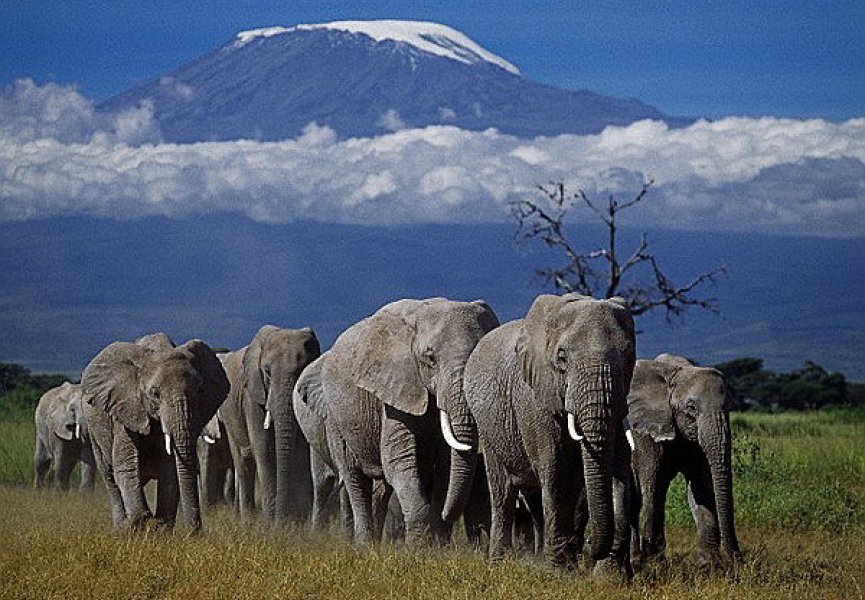 Слоны живут по правилам матриархата