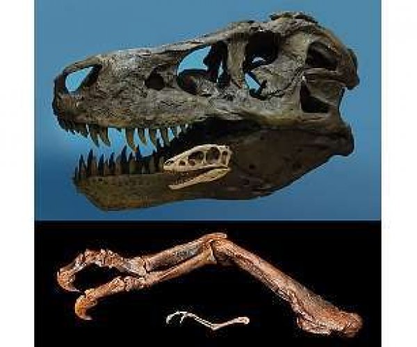 А существовали ли крошечные тираннозавры?