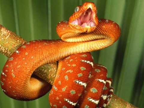 Как змеи видят тепло