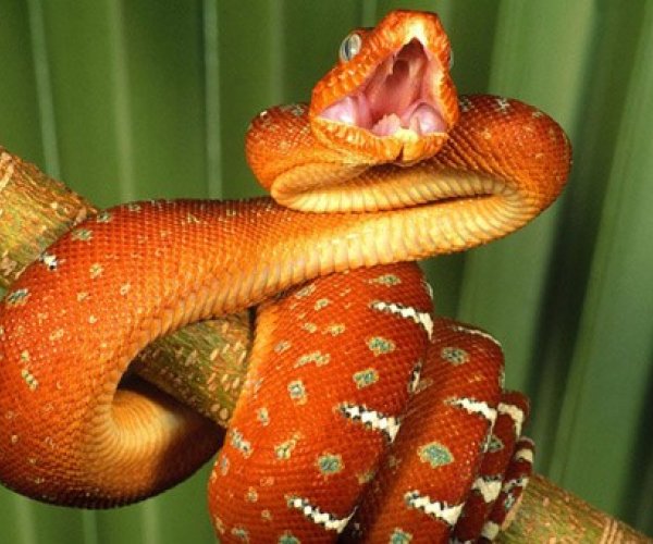 Как змеи видят тепло