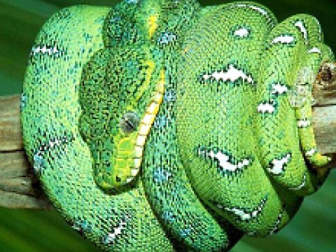 Количество змей по всему миру становится всё меньше