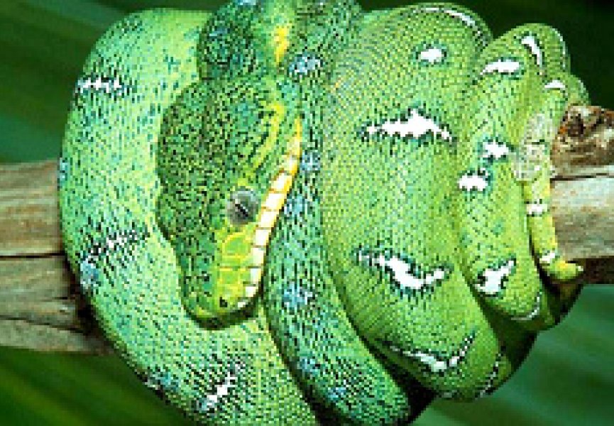 Количество змей по всему миру становится всё меньше