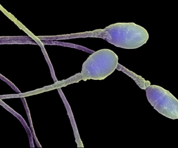 Ученые создали искусственную сперму человека из стволовых клеток
