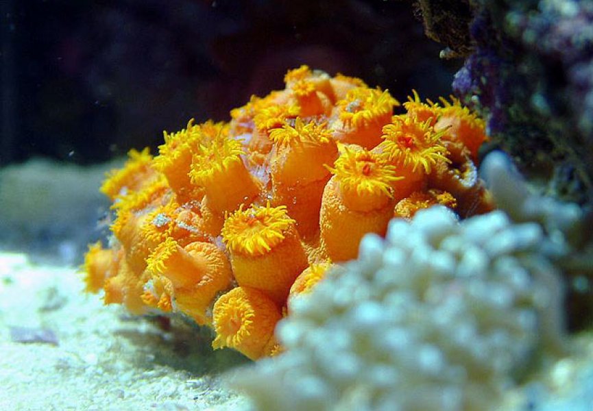 Коралловые полипы ориуентируются на шумы при поиске жилища